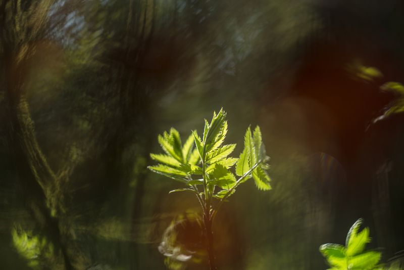 рябина, зелёный, май, весна, лес Рябинаphoto preview