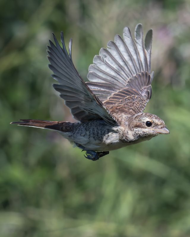 Сорокопут-жулан (Lanius collurio)photo preview
