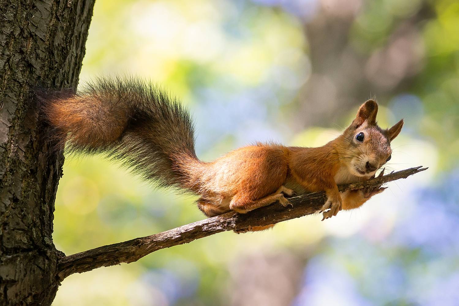 Держусь. Автор: Корнеев Алексей , Корнеев Алексей