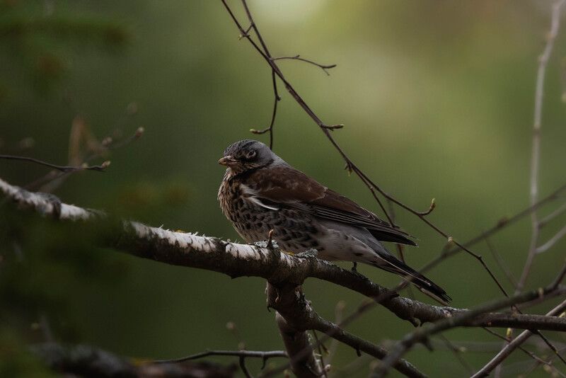 Сонный дрозд-рябинник / Turdus pilaris / Fieldfarephoto preview