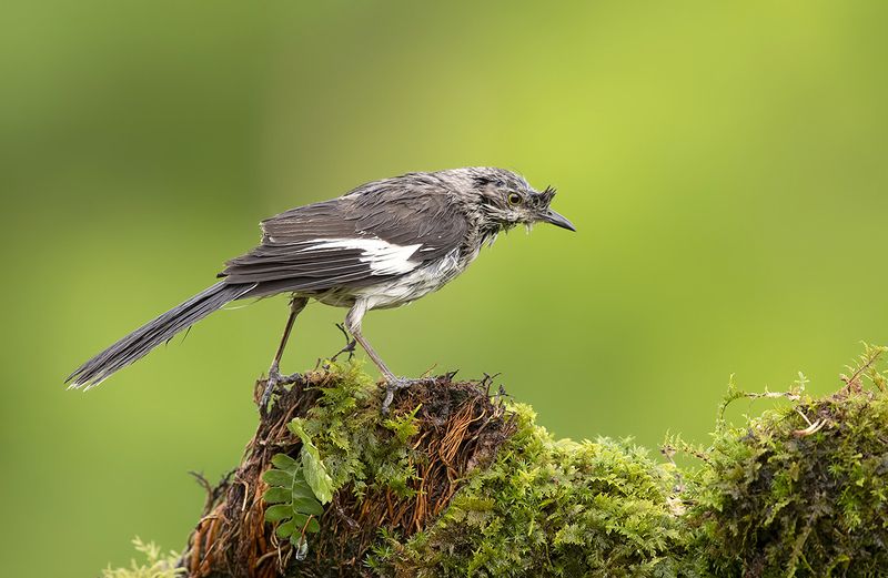 northern mockingbird, многоголосый пересмешник, пересмешник, mockingbird Northern Mockingbird - Многоголосый пересмешникphoto preview