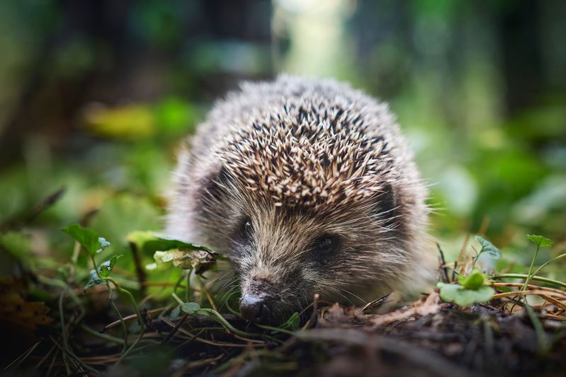 еж Лесной ёжикphoto preview