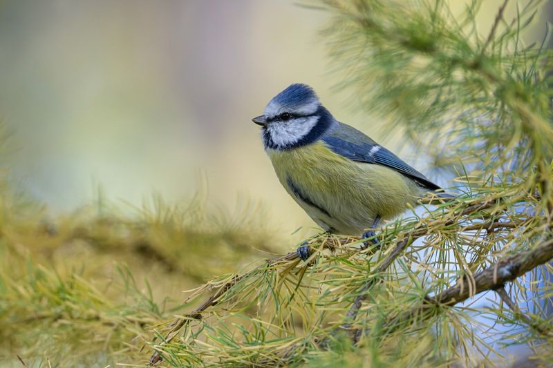 синица, лазоревка, птицы, лиственница, осень Лазоревка фото превью
