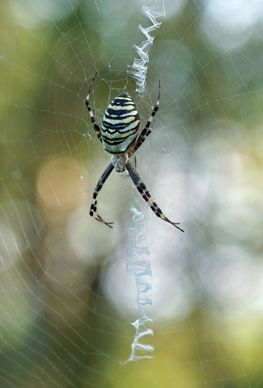 Мадам Аргиопаphoto preview