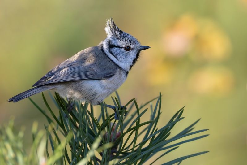 гренадерка, хохлатая синица, синица, птицы Гренадерка фото превью