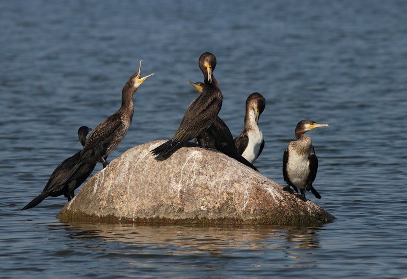 большой баклан, баклан, phalacrocorax carbo, great cormorant, cormorant, куршский залив Отдыхающиеphoto preview