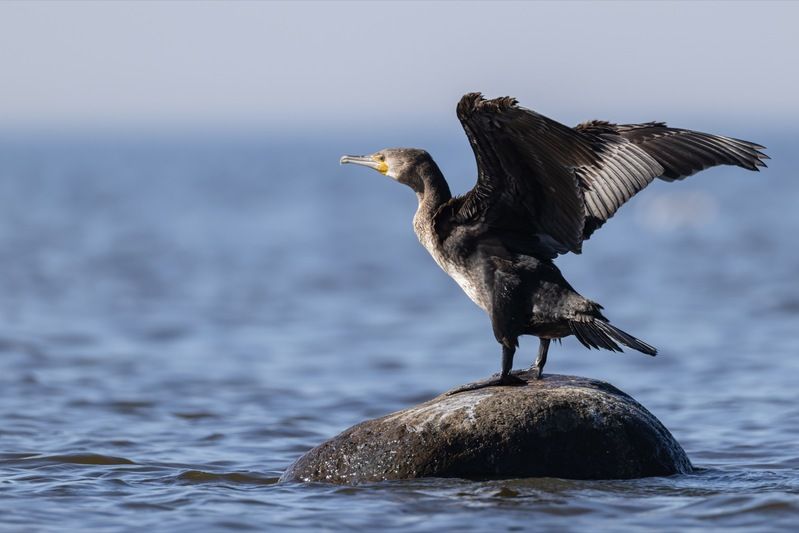 баклан, птицы Большой бакланphoto preview