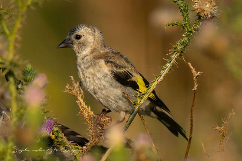 birds Nature | Wildlife Photography | Adventurephoto preview