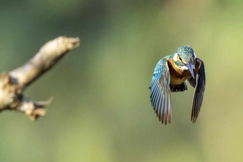 Зимородрк.photo preview