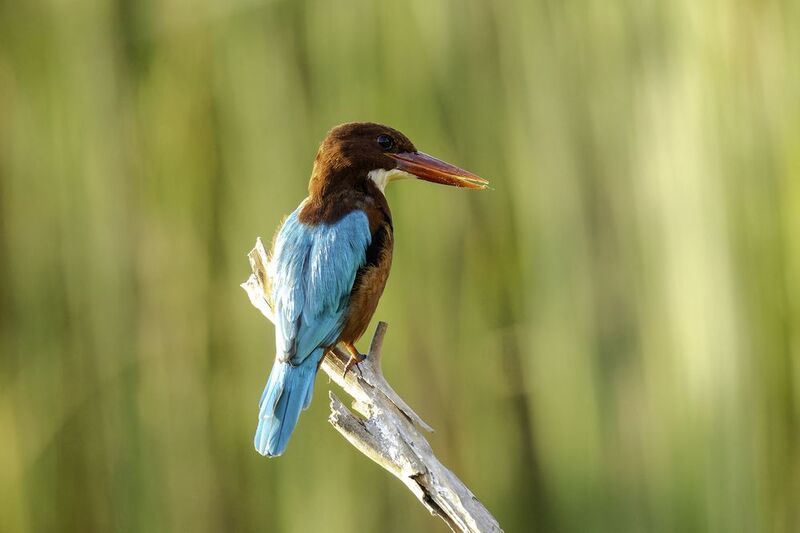 Красноклювая альциона.photo preview