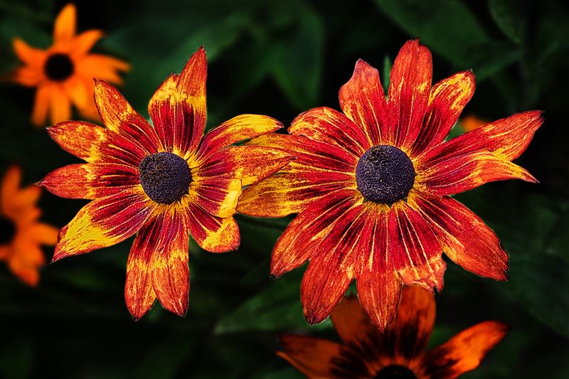 Рудбекияphoto preview