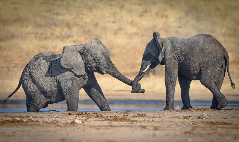 Ох не легкая это работа, из болота тащить...photo preview