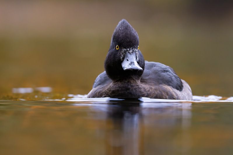 нырок, хохлатая чернеть, чернеть, утка, птицы Хохлатая чернетьphoto preview