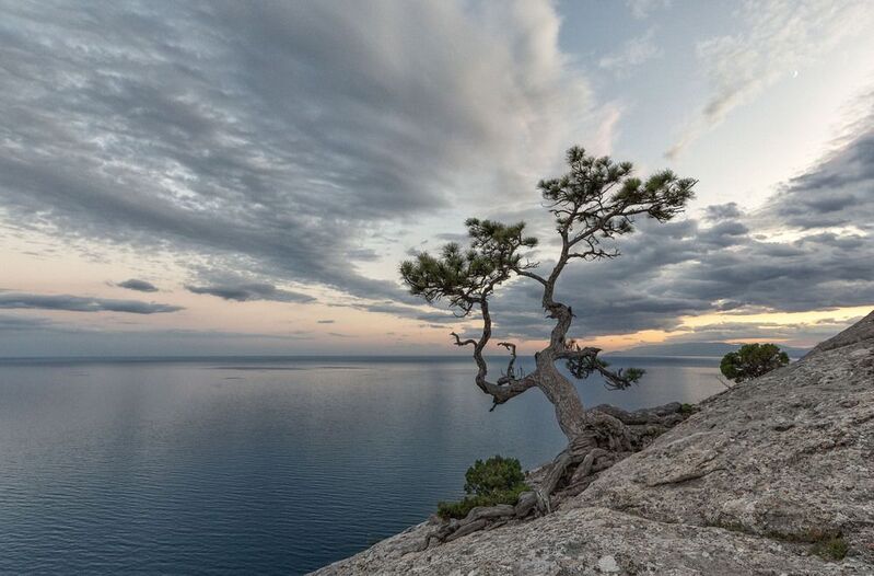 крым, море, сосна, вечер., закат Сила жизни...photo preview