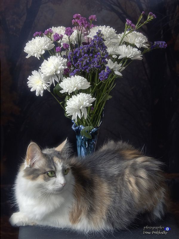 фото кошек, кошки, сибирские кошки, трехцветные кошки, букеты Наша королева хоть куда: и спесива и горда...photo preview