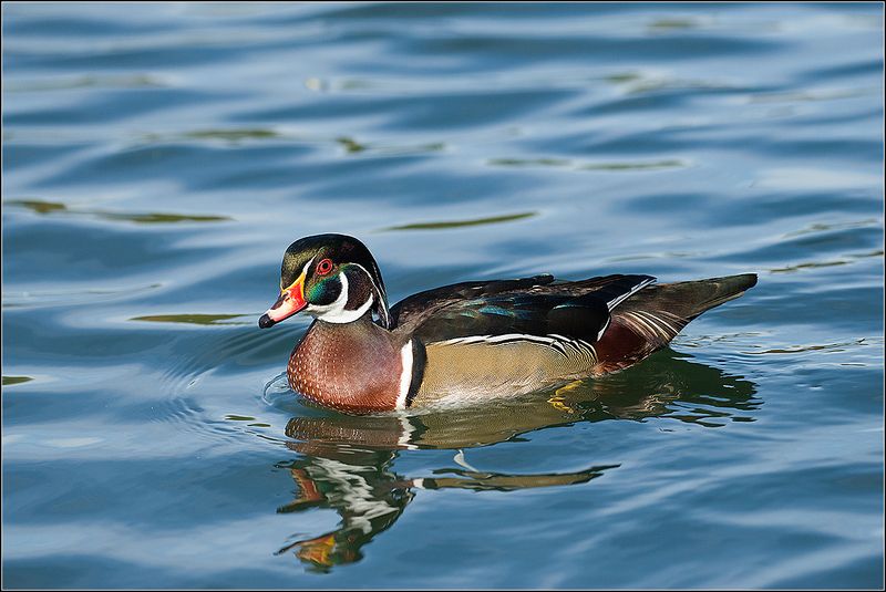 москва, октябрь, пруд, парк, каролинки, утки *****photo preview