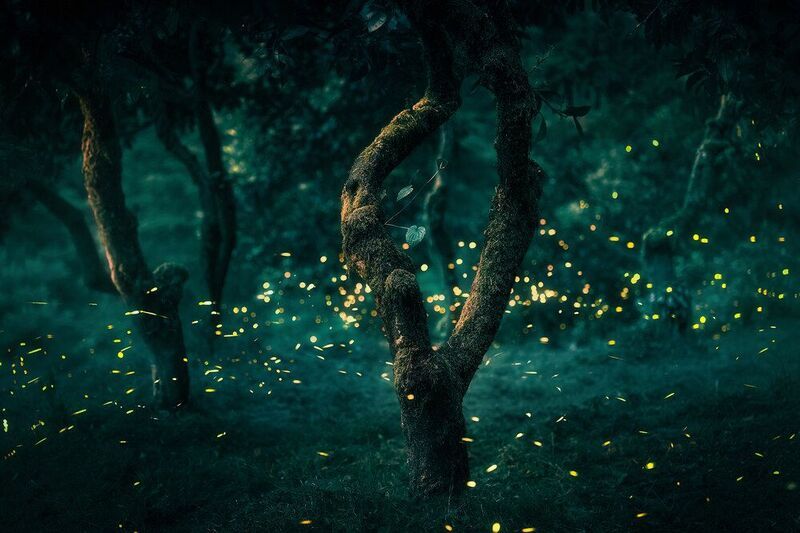 Светлячки в апельсиновом саду фото превью