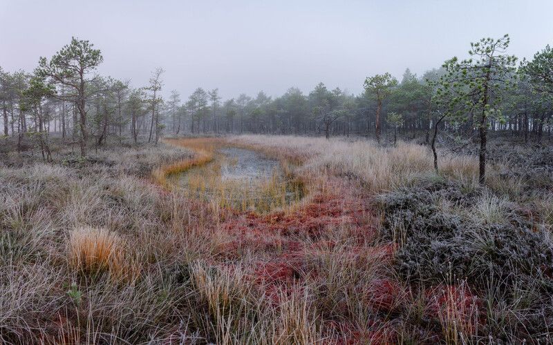 Первый иней на болотеphoto preview