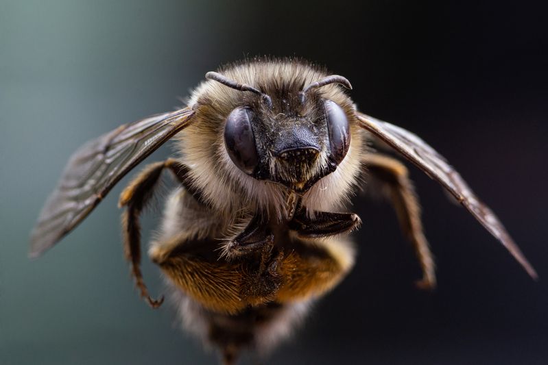 Ápis melliféraphoto preview