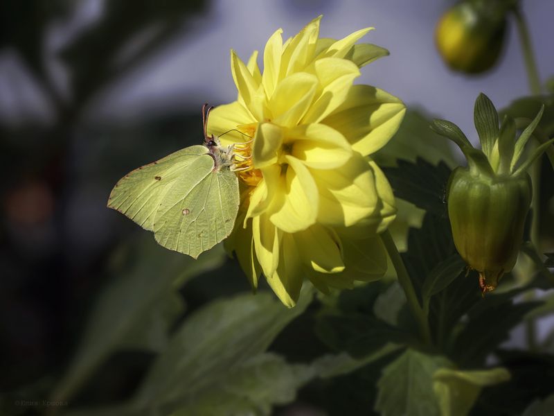бабочка, лимонница, георгин, макро, macro photo preview