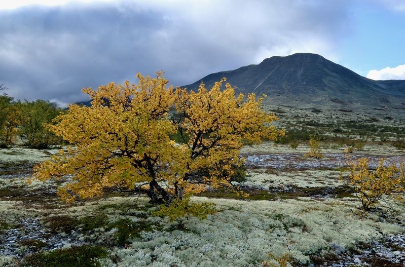 Landscapes, Norway, Colors, Autumn, Mountains, Yellow, Rondane,  Осенняя рапсодияphoto preview