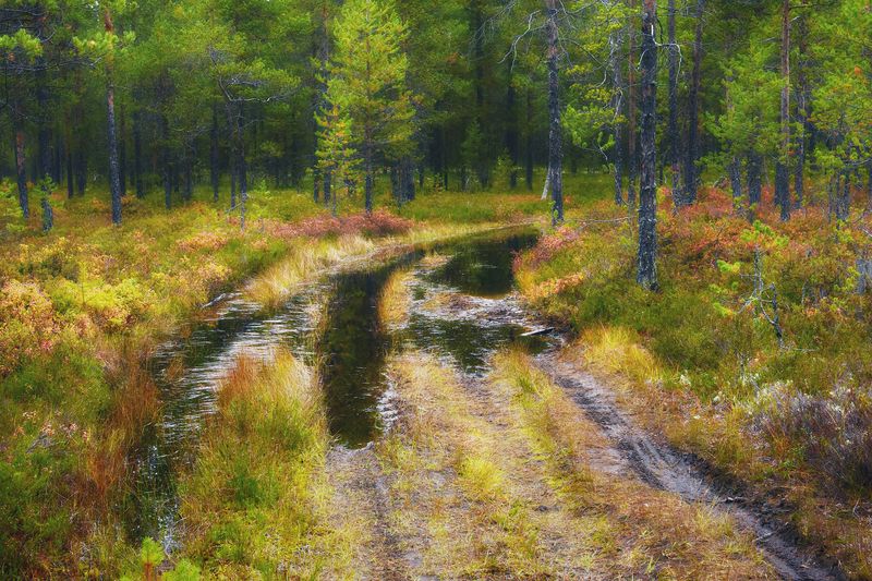 осень, сентябрь, лес, дорога, лужи, вода, деревья, кусты, кустарник, трава Лесная дорога после дождяphoto preview