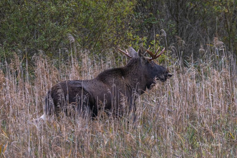 Лосьphoto preview