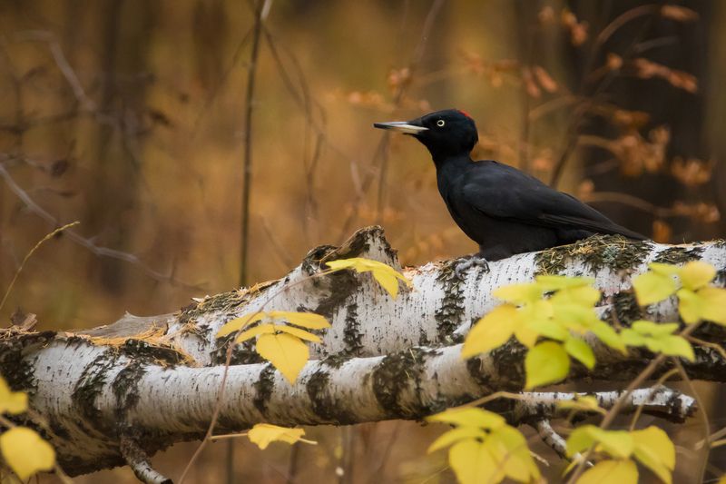 желна Желнаphoto preview