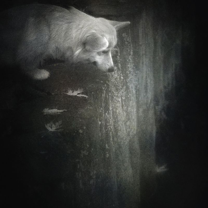 Смотри, как листья падают.photo preview