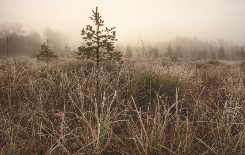 луга, ленобласть, пейзаж, закат, landscape, nature, природа, foggy, forest, болото, ленинградская область, туман, рассвет Октябрь на болотахphoto preview