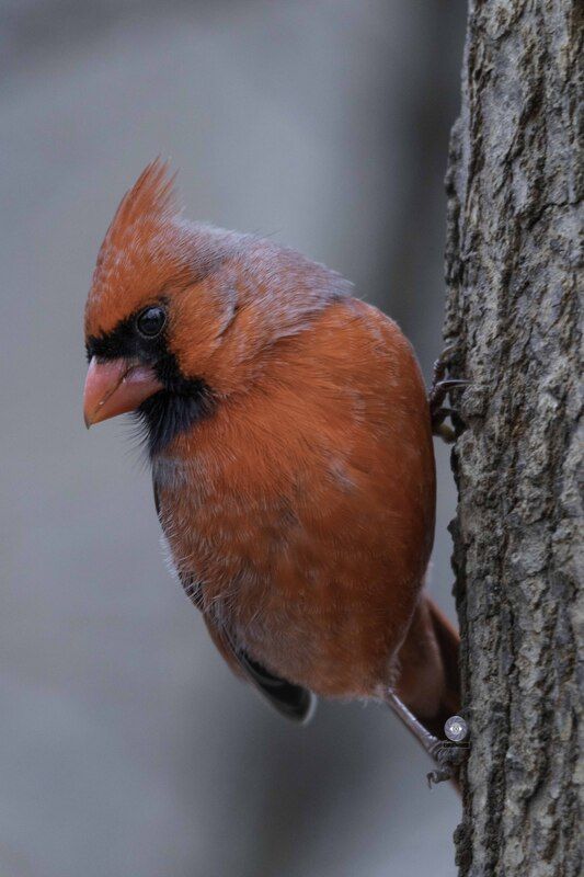 Northern cardinalphoto preview