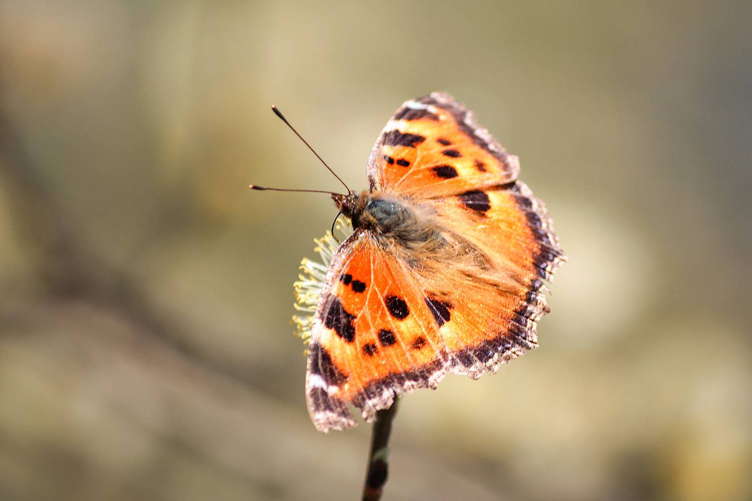 Крапивница. Автор: КарОл бабочка, крапивница , aglais urticae, nymphalis urticae, КарОл