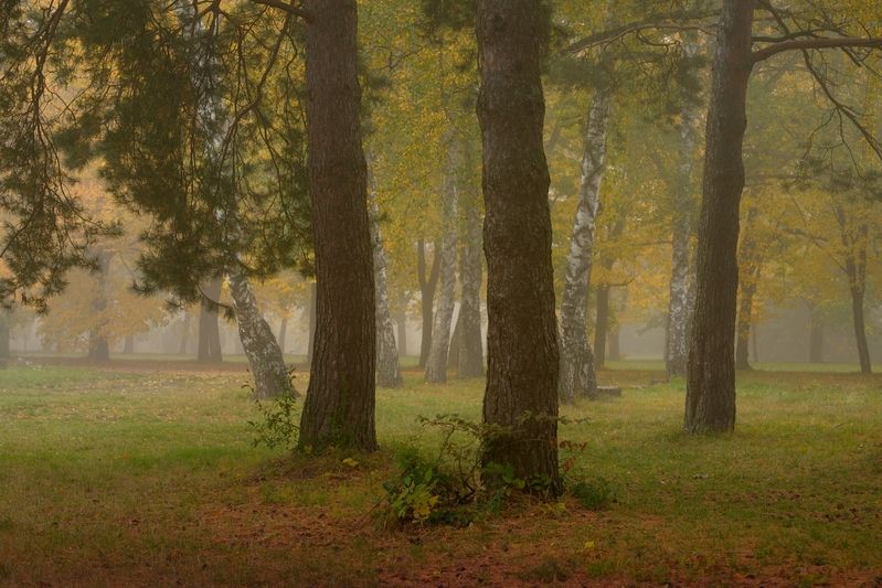 осень листва утро лес туман Три сосныphoto preview