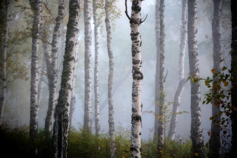 лес, осень Туманное утро в осеннем лесуphoto preview