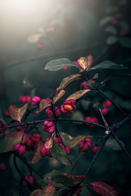 макро, macro, nature, природа, осень, autumn, золотаяосень, goldatum, бересклет Бересклетphoto preview