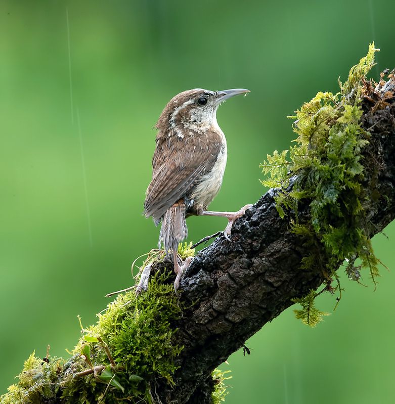 carolina wren, крапивник каролинский, крапивник Carolina Wren - Крапивник Каролинскийphoto preview