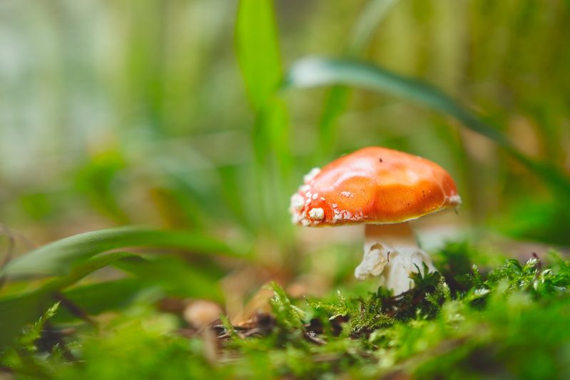 гриб, мухомор Мухоморчикphoto preview