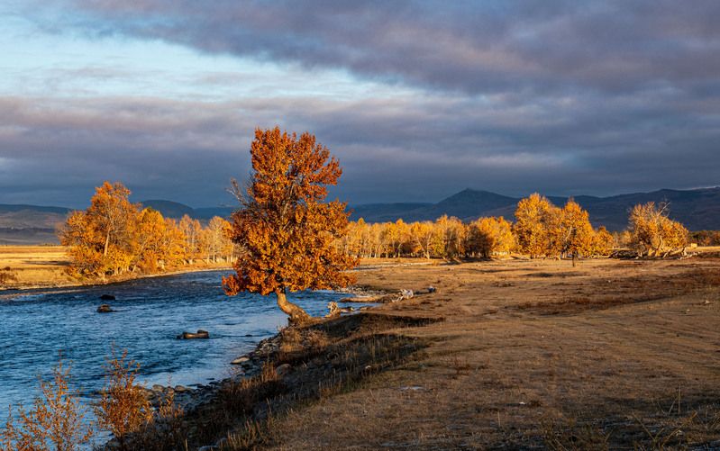 алтай Осенние тополяphoto preview