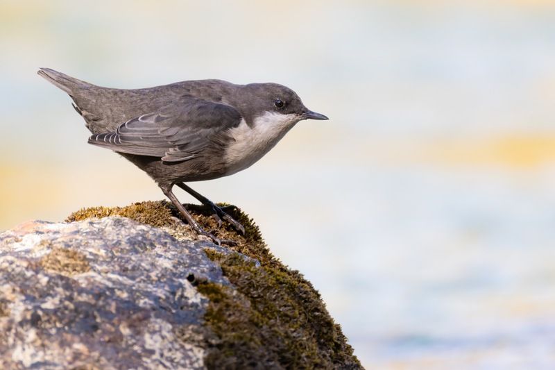 оляпка, птицы, алтай Водяной дроздphoto preview