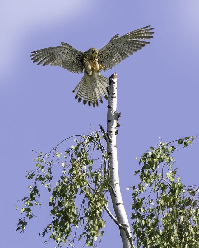 птица, пустельга, лес, посадка Мягкая посадкаphoto preview