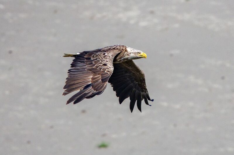 Орлан-бепохвост над Обью.photo preview