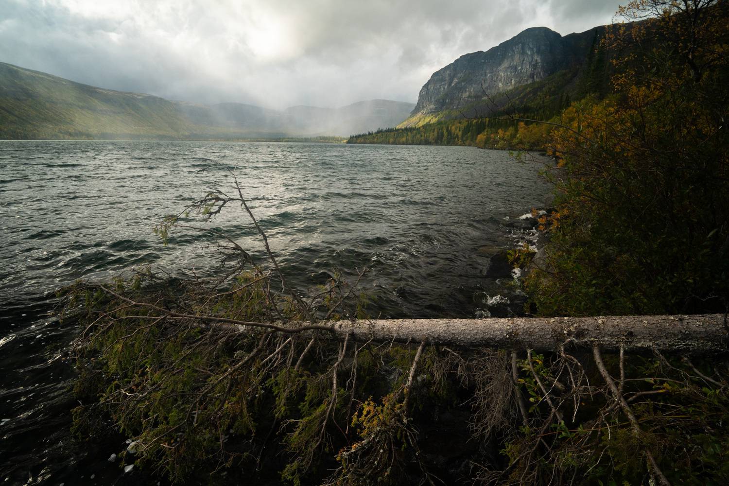 , Ян Сурогин