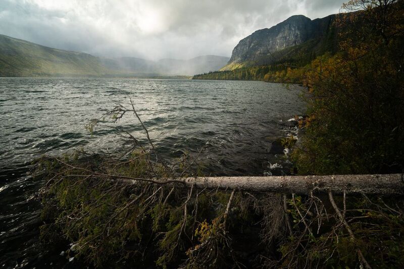 Склонилось испить водыphoto preview