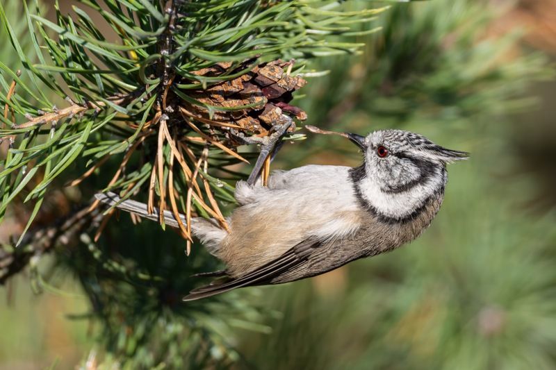 гренадерка, хохлатая синица, синица, птицы Гренадерка фото превью