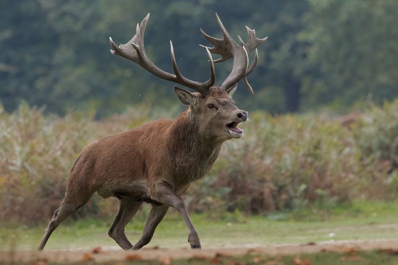 red deer, stag, animals, rutting, chasing, canon Red Deerphoto preview