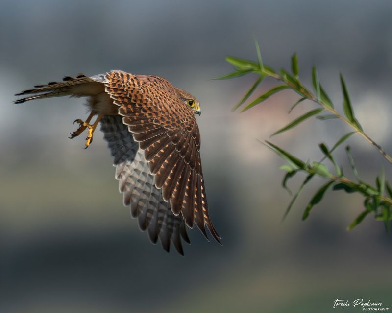 пустельгаphoto preview