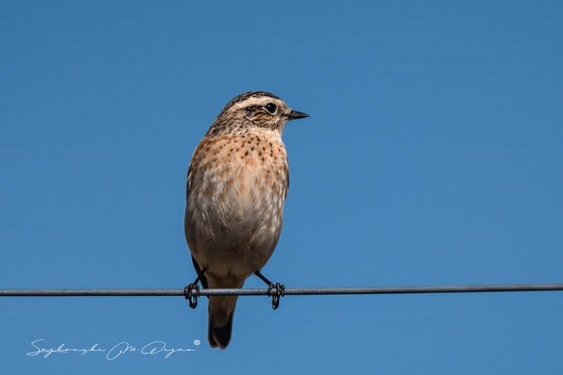 birds Nature | Wildlife Photography | Adventurephoto preview
