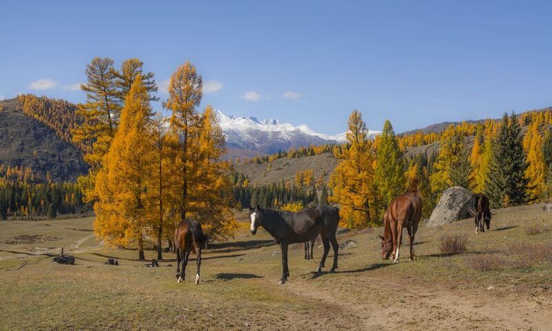 россия, горный алтай, лошади, осень Нам по путиphoto preview
