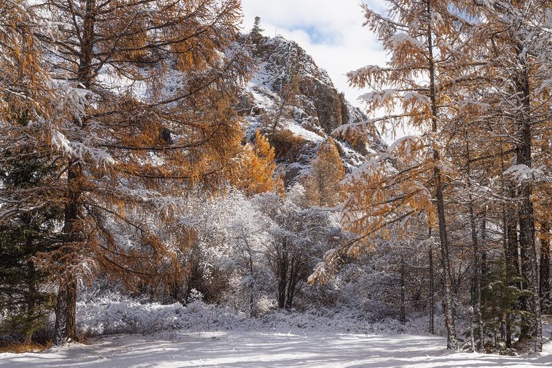 алтай, горный алтай, лес, снег, лиственницы в снегу Золото и снег Алтая фото превью