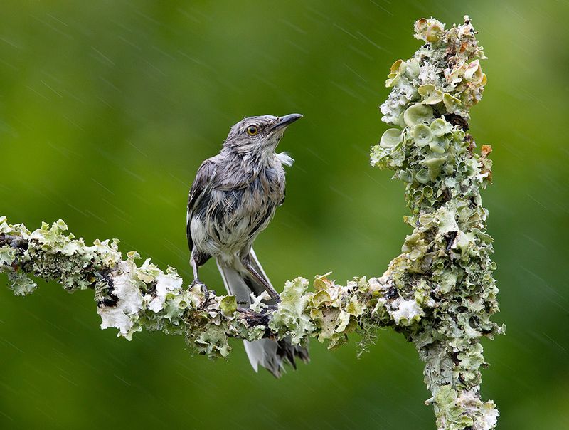 многоголосый пересмешник, northern mockingbird, пересмешник, дождь, rain Northern Mockingbird in rain - Многоголосый пересмешникphoto preview